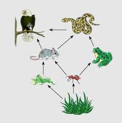 Food Web Interaction with Explanation - Grass land prairies